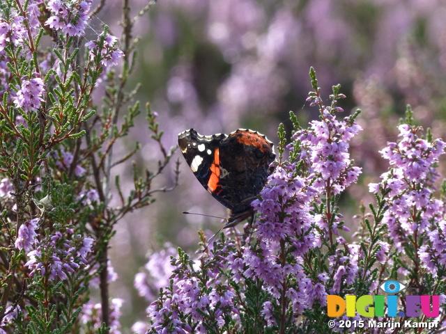 FZ020372 Red Admiral (Vanessa atalanta) on Heather (Calluna vulgaris)